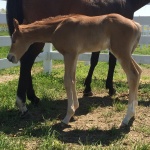 KISS THIZ - Gelding out of Shutup and Kissame (Owner: Donna Wyman)